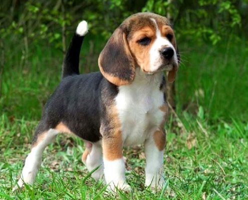 Beagle Köpekleri