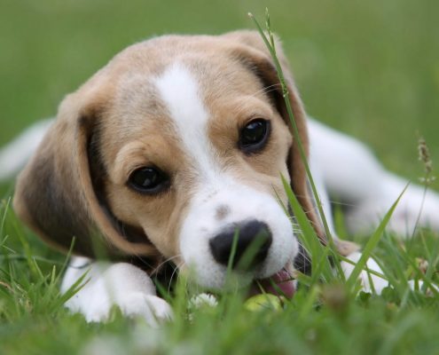 Beagle Köpekleri