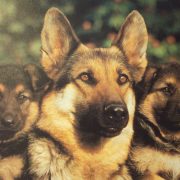 Alman Çoban Köpeği Resimleri