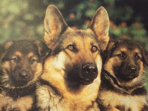 Alman Çoban Köpeği Resimleri