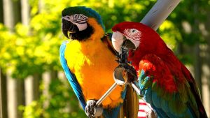 Ara (Macaw) Papağanı