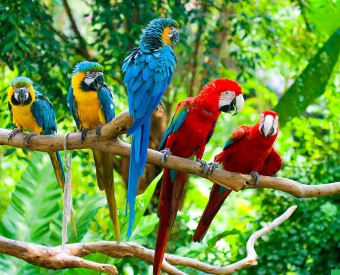 Macaw Papağanları