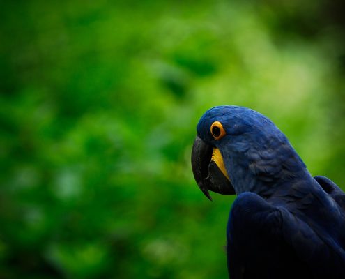 Ara (Macaw) Papağanı