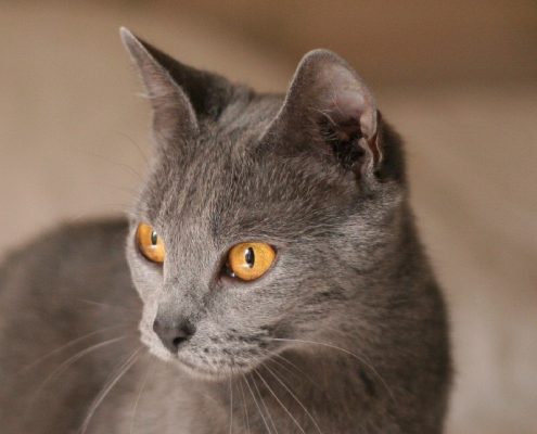 Chartreux Kedisi Bakımı