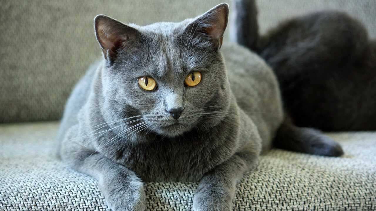Chartreux Kedisi Kedi Türleri Evcil.Pet