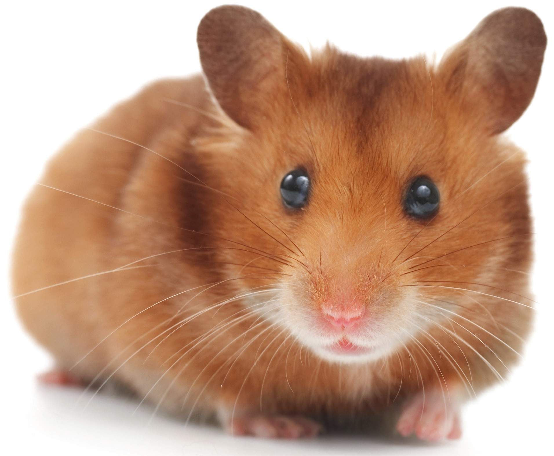 Hamster Resimleri Foto Galeri Evcil.Pet