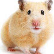 Hamster Resimleri