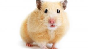 Hamster Resimleri