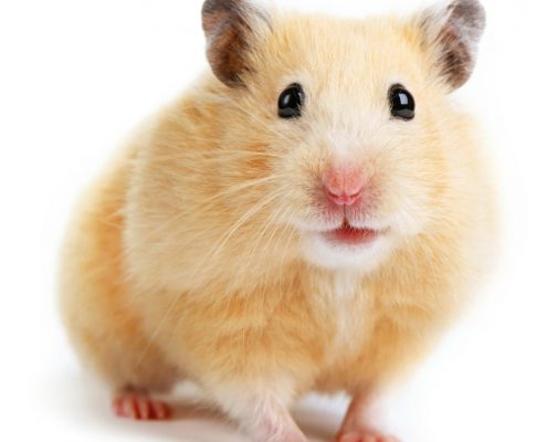 Hamster Resimleri