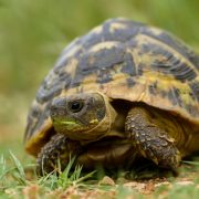 Kara Kaplumbağası Resimleri