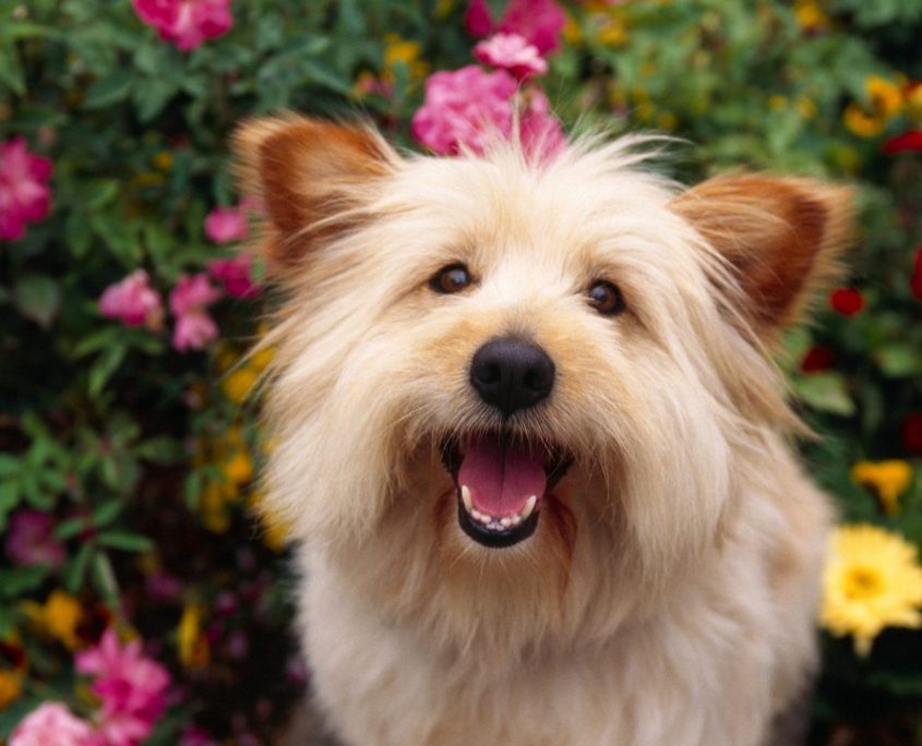 Köpek Bakımı Köpekler Evcil.Pet
