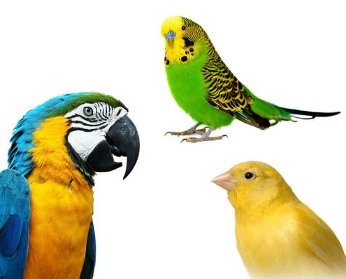 Kuş (Muhabbet Kuşu, Papağan, Kanarya) Yaşı Hesaplama