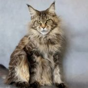 Maine Coon Fotoğrafları