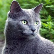 Mavi Rus Kedisi Resimleri