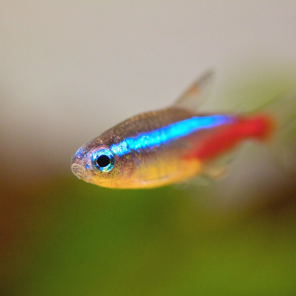 Неон синий аквариумная рыбка