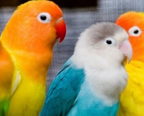 Sevda (Cennet) Papağanı Resimleri