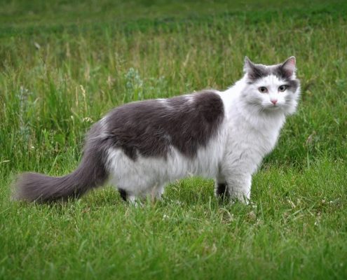 Sibirya Kedisi Resimleri