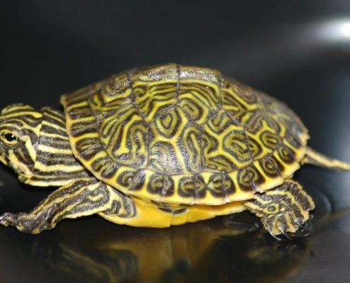Yavru Su Kaplumbağası Resimleri