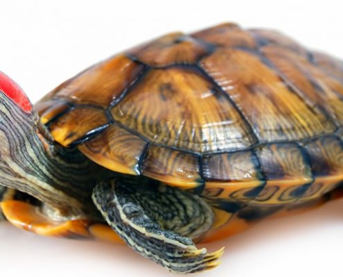 Su Kaplumbağası Resimleri