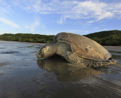 Su Kaplumbağası Resimleri
