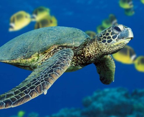 Deniz Kaplumbağaları