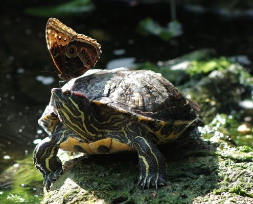 Su Kaplumbağası Fotoğrafları