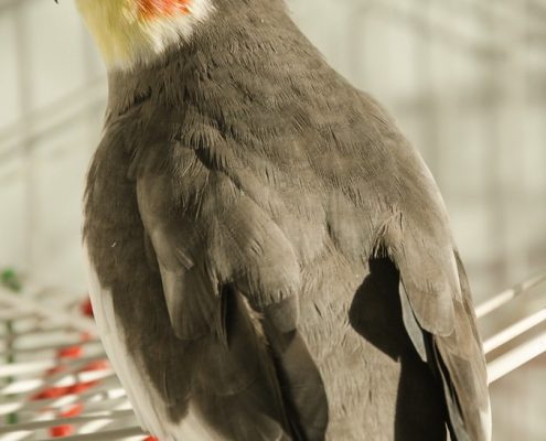 Sultan Papağanı Resimleri