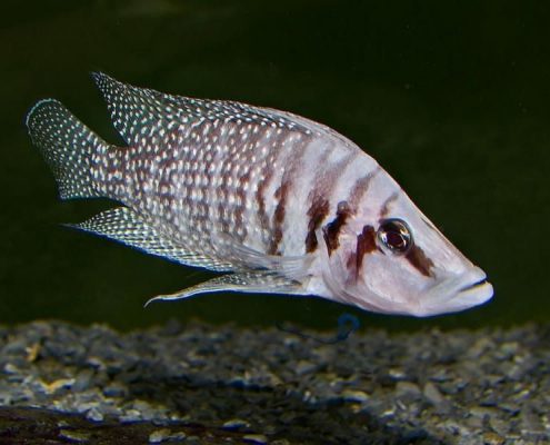 Calvus balığı