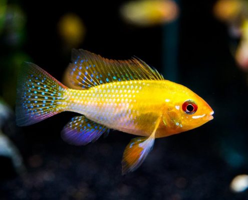 Ramirezi Balığı Resimleri