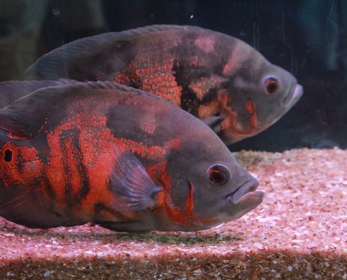Oscar Balığı Resimleri