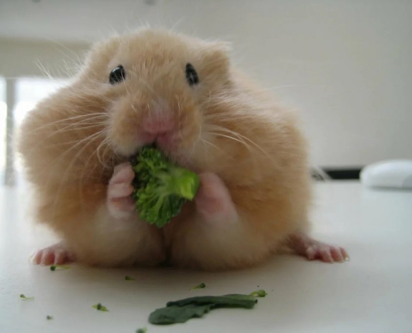 Hamster Beslenmesi