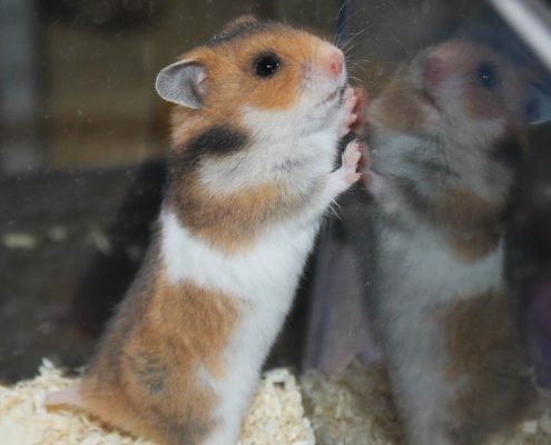 Hamster Eğitimi Nasıl Verilir?