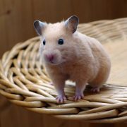 Hamster Hastalıkları ve Tedavi Yöntemleri