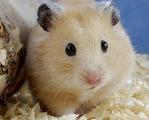Hamsterlar Hakkında Temel Bilgiler