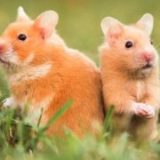 Hamsterlarda Hamilelik ve Doğum
