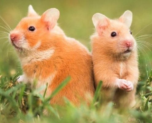 Hamsterlarda Hamilelik ve Doğum