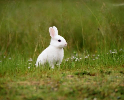 Tavşan Resimleri