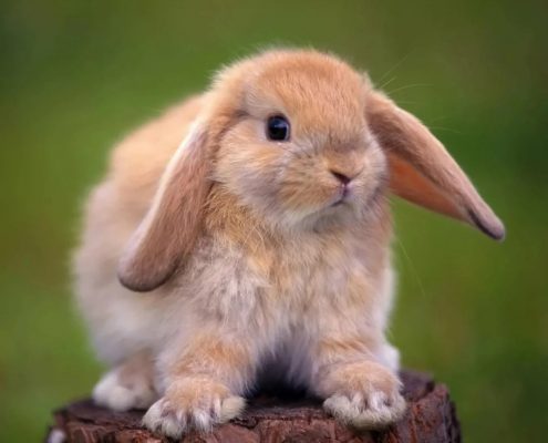 Tavşan Fotoğrafları