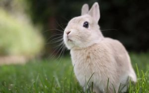 Tavşan Fotoğrafları