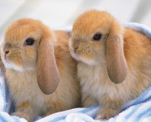 Tavşanlar