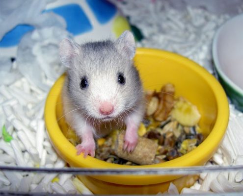Yavru Hamster Bakımı ve Beslenmesi