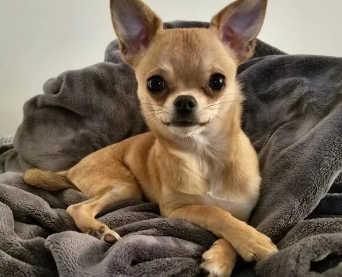 Chihuahua Resimleri