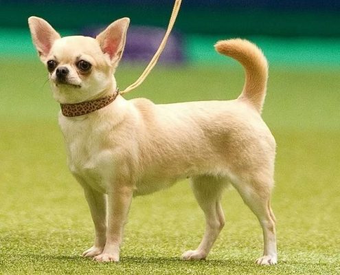 Chihuahua Resimleri