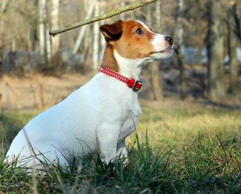 Jack Russell Terrier Resimleri