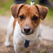 Jack Russell Terrier Resimleri