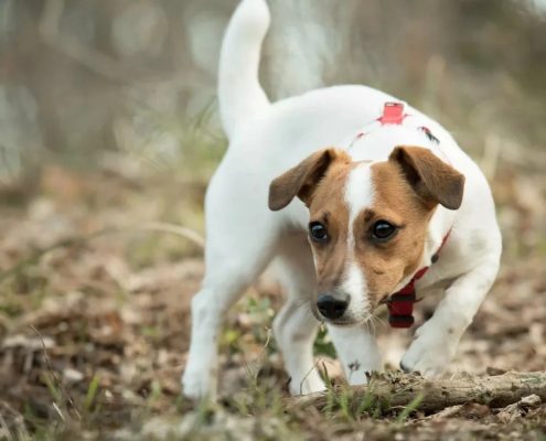 Jack Russell Terrier Fotoğrafları