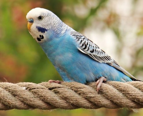 Muhabbet Kuşları Hakkında Temel Bilgiler