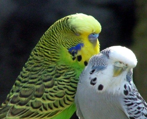Muhabbet Kuşları Hakkında Temel Bilgiler