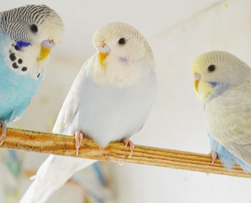 Muhabbet Kuşlarına Nasıl Eğitim Verilir?