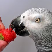 Papağan Beslenmesinde Püf Noktalar